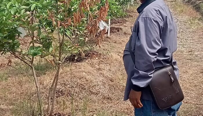 BUMDes Sancang Kahuripan Desa Muara Kembangkan Jambu Kristal