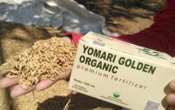 Pupuk Yomari Golden Organic Mampu Tingkatkan Produksi Dan Menurunkan Biaya Produksi