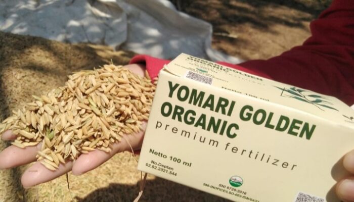 Pupuk Yomari Golden Organic Mampu Tingkatkan Produksi Dan Menurunkan Biaya Produksi