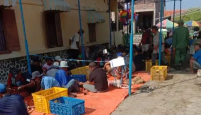 Pemerintah desa Randusanga Wetan Brebes Potong tiga ekor sapi dan sembilan ekor domba/ kambing
