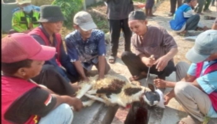 Dusun Buer Desa Rancajaya Patokbeusi Subang Potong 4 Ekor Sapi dan 10 Ekor Domba
