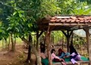Di jual tanah kebon di Cinangka Bungursari Purwakarta minat hubungi no HP 0812 8909 0168