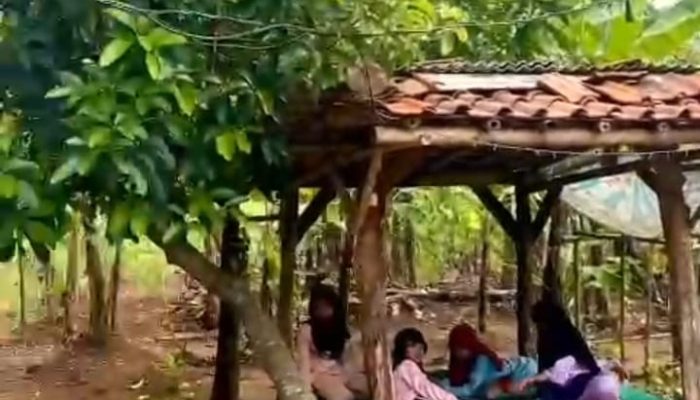 Di jual tanah kebon di Cinangka Bungursari Purwakarta minat hubungi no HP 0812 8909 0168