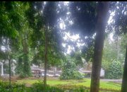 Kebun Raya Bogor Tetap Ramai Dikunjungi Meski Musim Hujan.