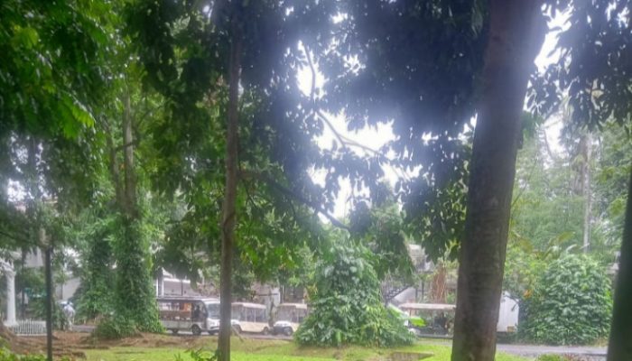 Kebun Raya Bogor Tetap Ramai Dikunjungi Meski Musim Hujan.