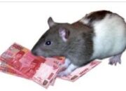 Manipulasi data dapodik dan dana bop pkbm ALBAYAN jadi lahan keuntungan kepala yayasan.