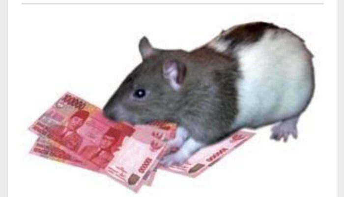 Manipulasi data dapodik dan dana bop pkbm ALBAYAN jadi lahan keuntungan kepala yayasan.