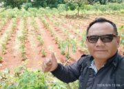 Petani Milenial Karawang Mulai Melirik Budidaya Tanaman Nilam Penghasil Minyak Atsiri