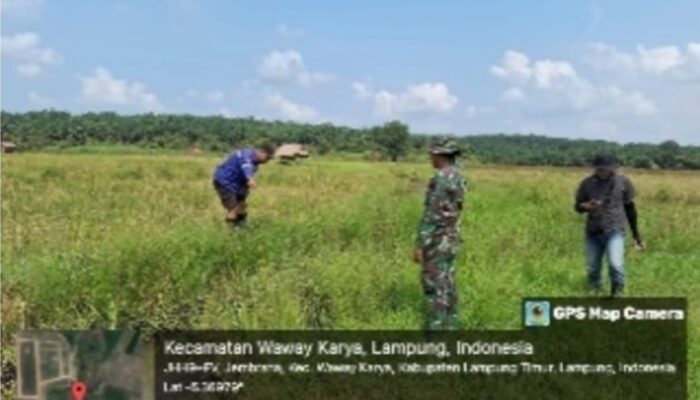 Terinspirasi Suratman, Warga Sidorahayu Optimalkan Pengolahan Lahan Sawah