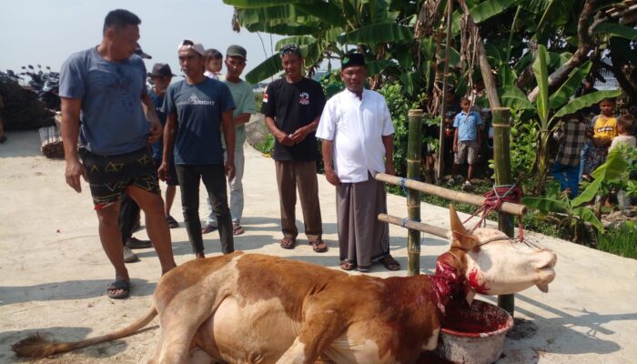 H Manaf dari desa Tambakjati Subang Potong Satu Ekor sapi Hewan Qurban