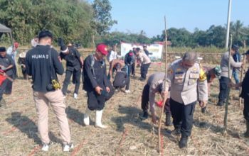 Dukung Program Ketahanan Pangan Kapolres Purwakarta Tanam Jagung di desa Citalang