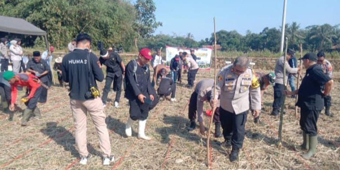 Dukung Program Ketahanan Pangan Kapolres Purwakarta Tanam Jagung di desa Citalang