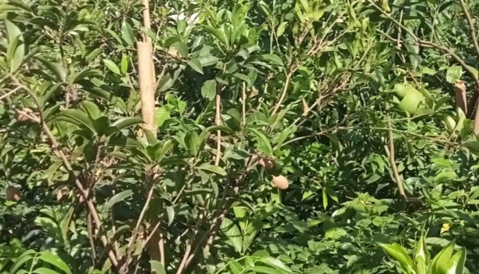 Jika Anda Suka Dengan Tanaman Pendek Berbuah Datanglah ke Jalan Raya Telagasari Karawang