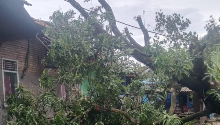 Hujan Deras disertai Angin Kencang di desa Sumurgede Karawang Mengakibatkan satu Pohon Roboh