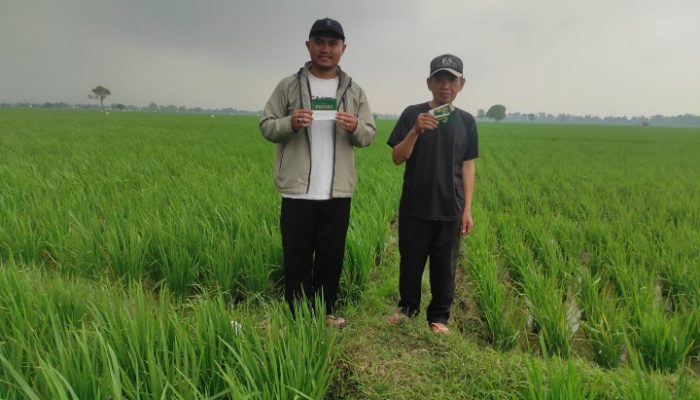 Indra Petani dari Desa Panyingkiran Karawang Puas dengan Pupuk Pintara,Hasil menigkat 2 ton per Ha