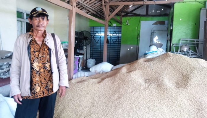 Ketua DPD PADI Karawang Sudarma Pantau Harga Padi dan hasil produksi petani