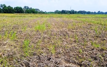 Sekitar 50 hektar di Dusun Sukamelang RW 06 , Sawah Petani saat Musim Tanam Kekeringan ” Dinas PKPP Karawang belum ada Solusi”