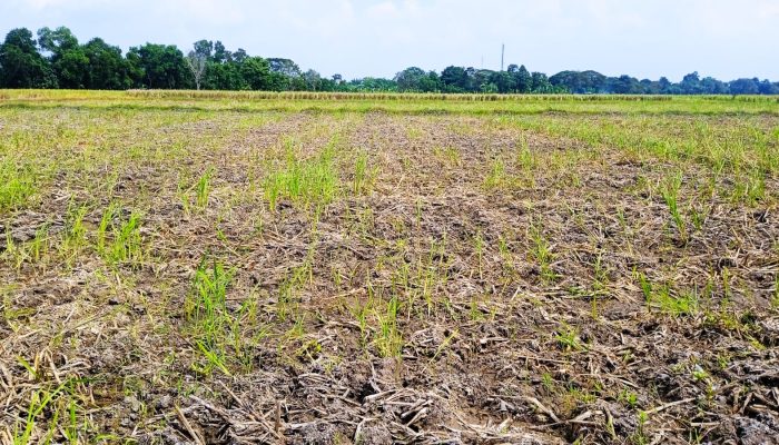 Sekitar 50 hektar di Dusun Sukamelang RW 06 , Sawah Petani saat Musim Tanam Kekeringan ” Dinas PKPP Karawang belum ada Solusi”