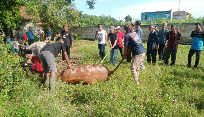 PT Putra Perbangsa Jaya Mandiri Serahkan Lima Ekor Sapi Kurban untuk Iduladha 1447 Hijriah Tahun 2026 Masehi