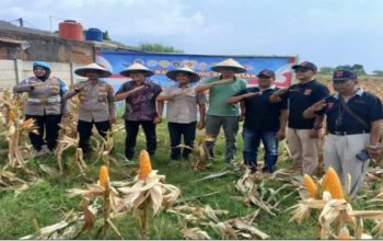Dukung Program Ketahanan Pangan Polsek Purwasari Bersama Pemdes Cengkong Gelar Panen Raya Jagung Hibrida