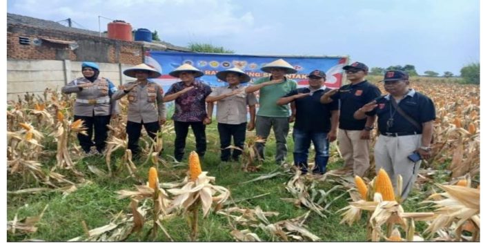 Dukung Program Ketahanan Pangan Polsek Purwasari Bersama Pemdes Cengkong Gelar Panen Raya Jagung Hibrida