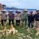 Dukung Program Ketahanan Pangan Polsek Purwasari Bersama Pemdes Cengkong Gelar Panen Raya Jagung Hibrida