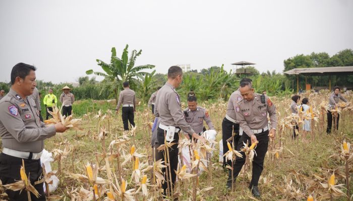 Polri Dukung Ketahanan Pangan Nasional, Satlantas Polres Karawang Ikuti Panen Raya Jagung Serentak Kuartal II