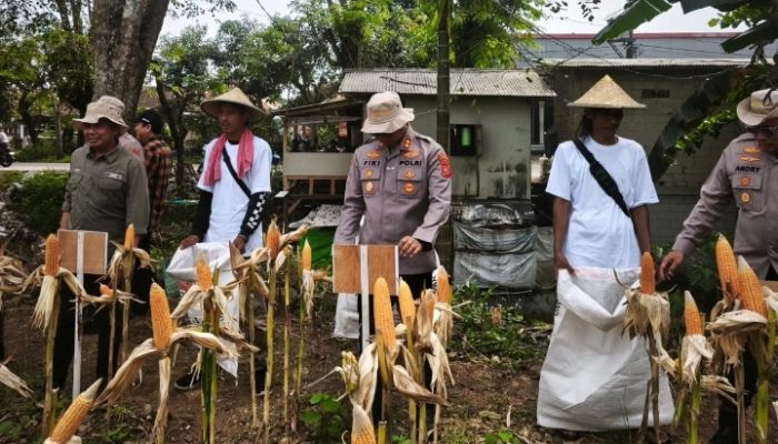 Dukung Swasembada dan Ketahanan Pangan, Satreskrim Polres Karawang Pantau Pertumbuhan Jagung di Wilayah Jatisari
