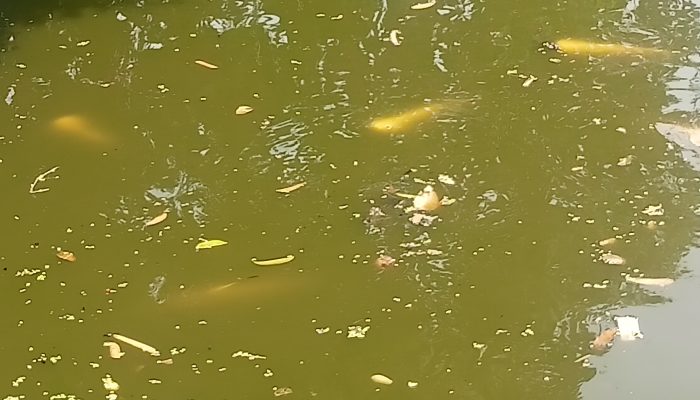 Dijual Ikan Patin Albino ukuran Besar 2,5 Kg – 5 Kg Dengan Harga Per Kg Rp 250.000 Hubungi Pa Deni HP 0823 1757 8321